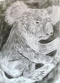 107. Koala